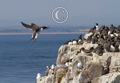 Guillemot in Flight DM1503